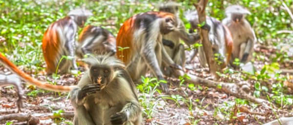 4-Hour Jozani Forest Walking Tour with Spice Farm and Lunch