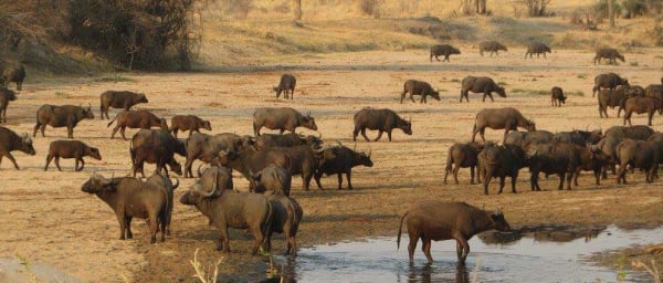 5-Day Selous and Mikumi Safari with Rufiji River Boat Excursion