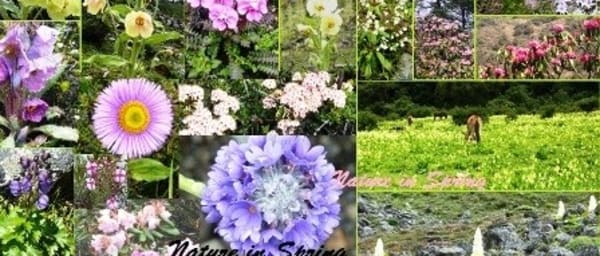 15-Day Botanical Trek in Paro and Thimphu with Jomolhari Camps
