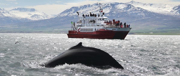 Akureyri Classic Whale Watching
