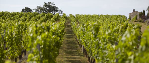 Nice Vineyard Visit & Wine Tasting