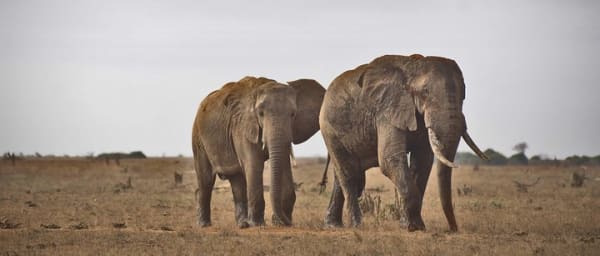 1-Day Tsavo East National Park Wildlife Safari From Mombasa