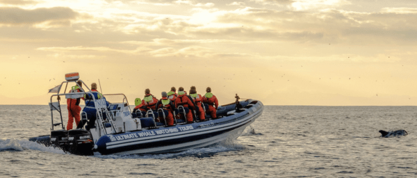 Akureyri Express Whales in the Midnight Sun
