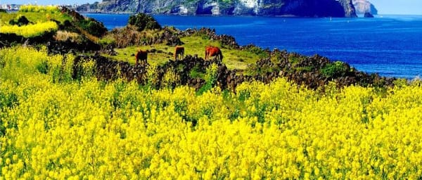 Full Day Jeju Private Customizable highlight Tour