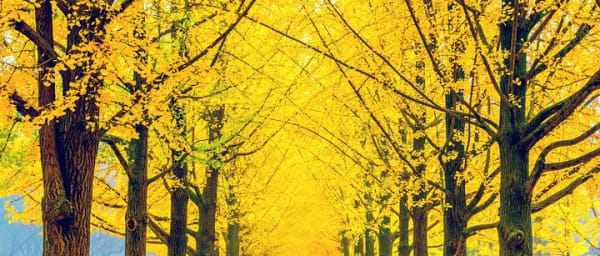 Full-Day Customizable Private Tour to Nami Island and surrounding Area