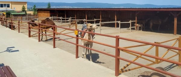 Self-Guided Experience at the Camel Park in Sunny Beach