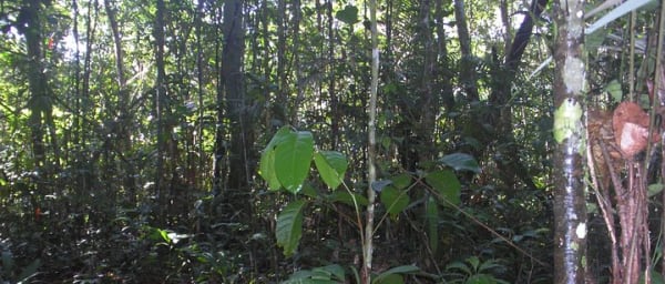 Caves & Waterfalls Day Tour – A Hidden Paradise in the Amazon