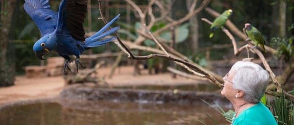 Itaipu Dam & Bird Park & Iguassu Falls Brazilian Side From Puerto Iguazu Hotels