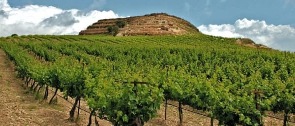 Crete Wine and Olive Oil Tour