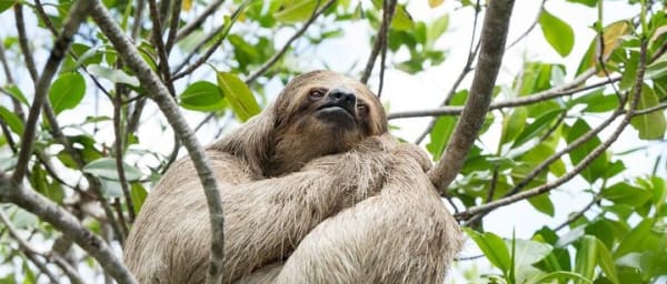 Monkeys and Sloth Hang Out with Island Tour in Roatan