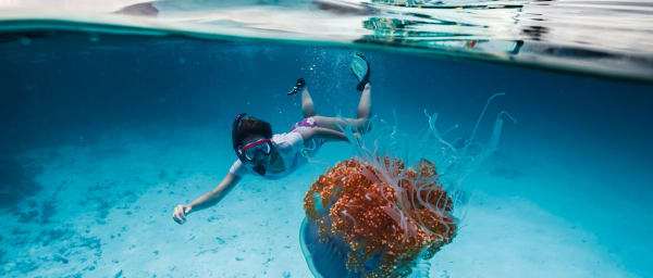 Guided Snorkeling Trip