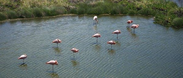 Wetlands Walking Tour in Isabela Island