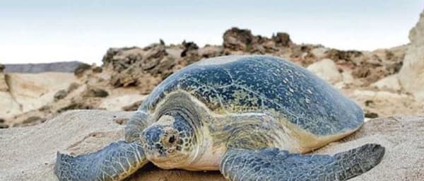 Tour Fatimah 2 Days-1 Night In Ras Al Hadd, Oman Tours Package