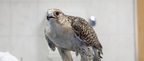 Falcon Hospital Tour with Hotel Pick up & Drop off