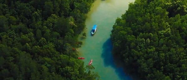 Eco-Mangrove Boat Cruises