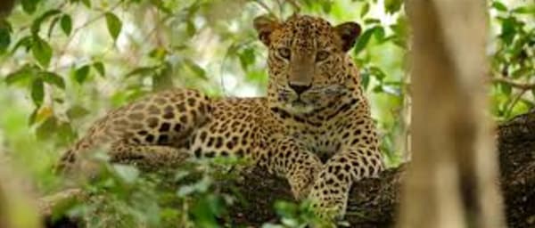 Wilpattu Safari Experience