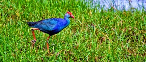 Muthurajawela Sanctuary Boat Safari with Bird Watching