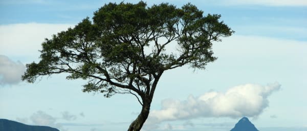 03 Day Nuwara Eliya & Ambewela Tour