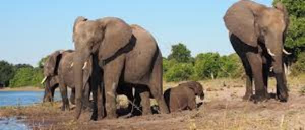 3 Days National Park Safari Trail