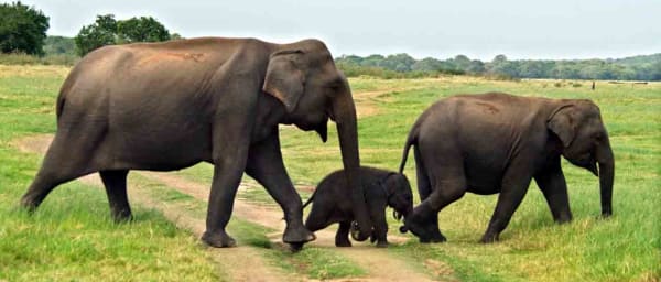 2 Day Udwalawa Safari Tour