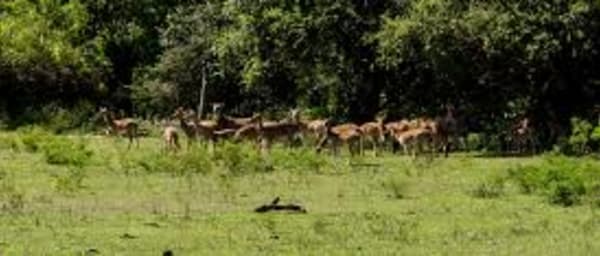 Wildlife & Adventure Tour in Sri Lanka From 17 days
