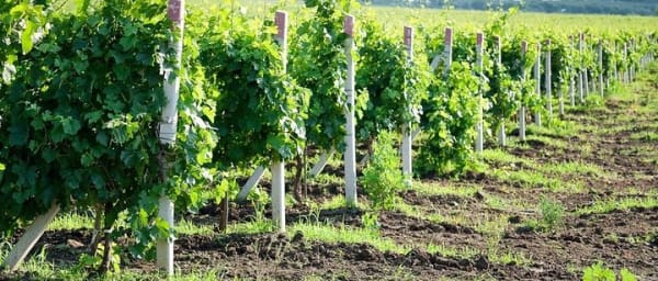 Moldova : WINE tasting Tour to Winery Château Purcari
