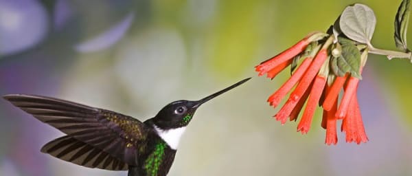4 World of Ecuador " Coast - Andean - Amazon - Galapagos"