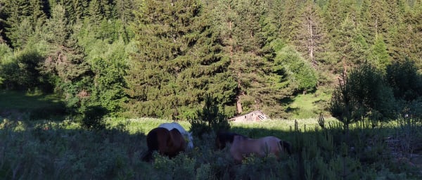 Horse Riding in the Heart of the Rhodope Mountains
