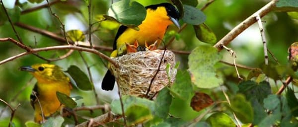 Bird Watching Sri Lanka