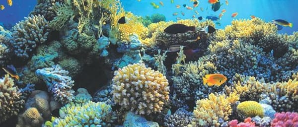 Boat safari & Hikkaduwa coral reef visit including Galle city from Hambantota