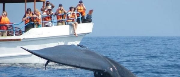 Mirissa Whale Watching Tour From Hikkaduwa