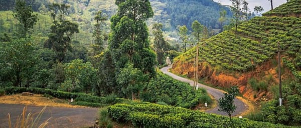 Knuckles and Riverston Trekking Experience From Kandy