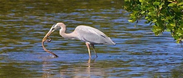 Muthurajawela Sanctuary Bird Watching and Negombo Lagoon Boat Trip
