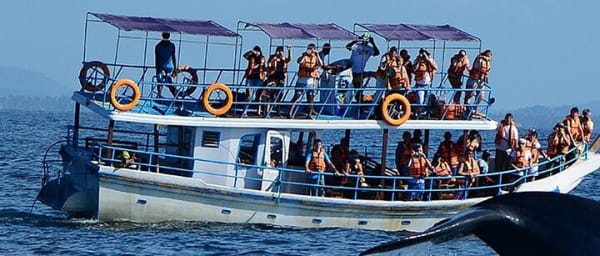 Mirissa Whale Watching Tour From Galle