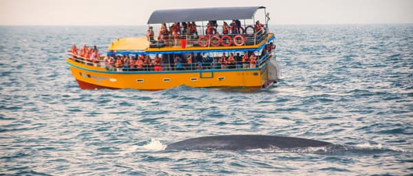 Mirissa Whale Watching Tour From Koggala