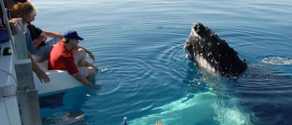 Mirissa Whale Watchin Tour From Hambantota