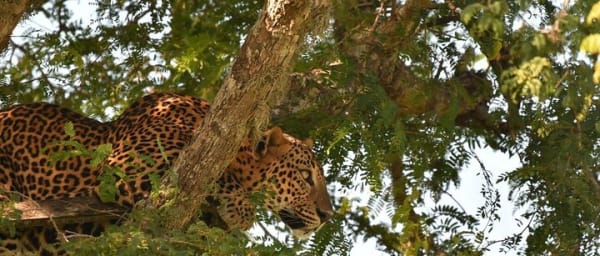 Kumana National Park Full Day Safari from Arugam Bay