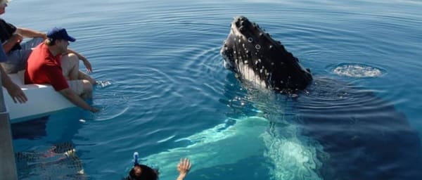 Mirissa Whale Watching Tour From Tangalla