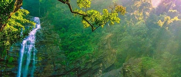 Sinharaja Bird Watching Day Tour from Colombo