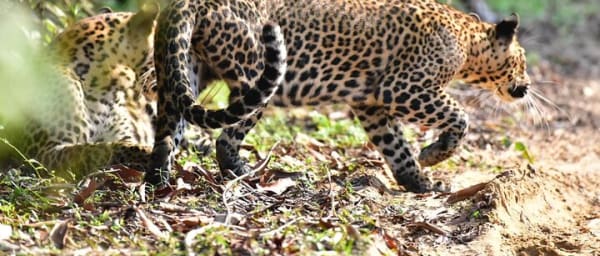 Wilpattu Half Day Safari From Anuradhapura
