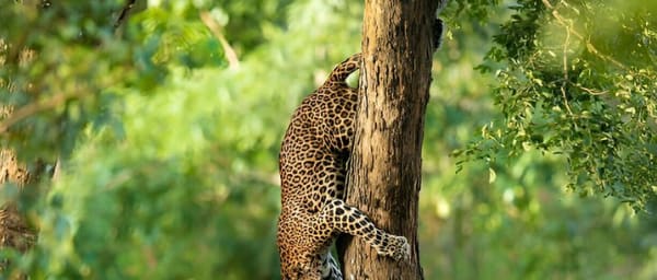 Leopard Full Day Safari Yala National Park from Yala