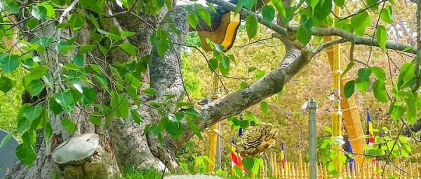 Aukana and Anuradhapura Day Tour From Polonnaruwa