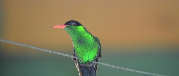 A- Bird Watching Tour in St Lucia