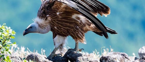 Griffon Vultures in the Blue Stones Nature Park Private Tour