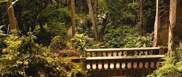 Guided Tour in Tijuca Forest with transfer