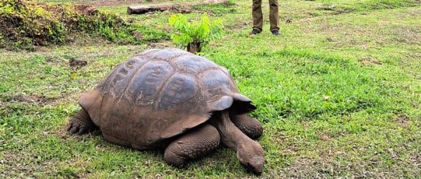Transfer Airport-hotel in Galapagos Santa Cruz with visit to Giant Tortoises