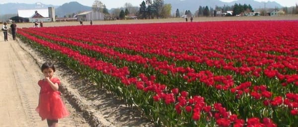 TULIP Festival @ Skagit Valley, La Conner & Deception Pass in SUV