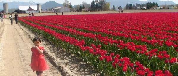 Tulip Festival at Skagit Valley ,La Conner and Deception Pass