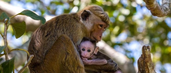 Wilpattu National Park Private Full Day Safari From Negombo