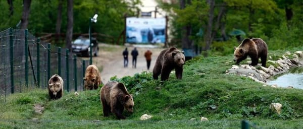 Explore Transylvania: Bear Sanctuary, Bran Castle & Brasov tour